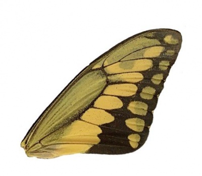 PAPILLIO THOAS FRONT WING